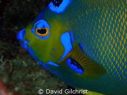 The Face of an Angel, Roatan, Honduras. This specimen was... by David Gilchrist 
